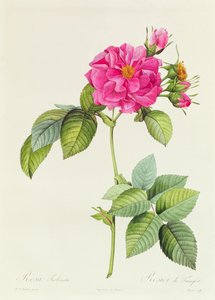 Rosa Turbinata - Pierre Joseph Redouté